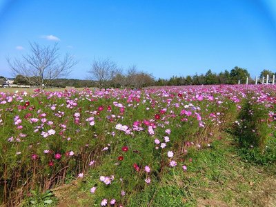 🏞️ 마키노하라 공원 이미지 2